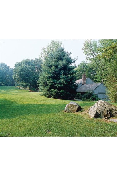 Сосна Веймутова – высокое декоративное дерево для больших садов.